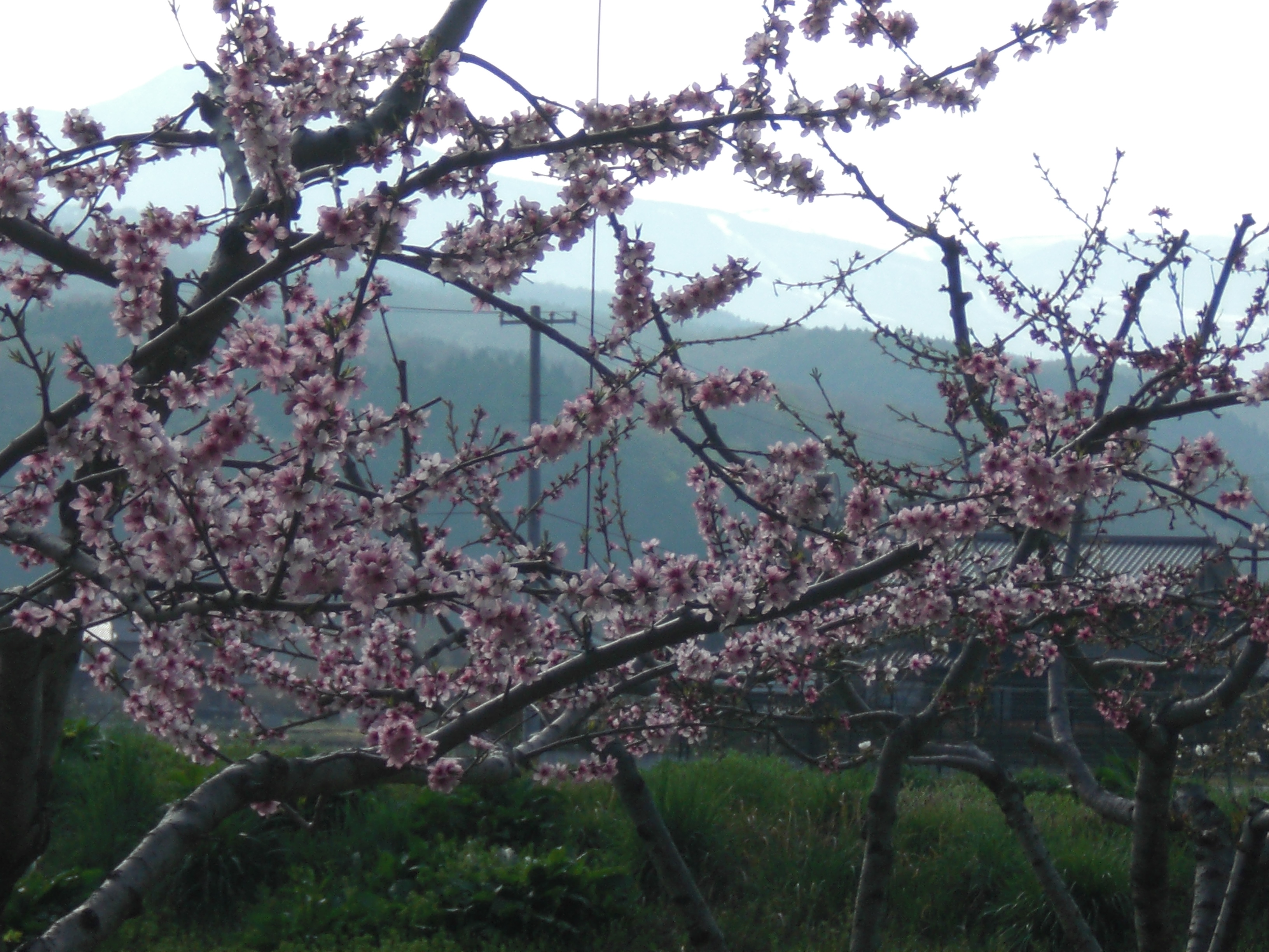 CIMG0217.JPG