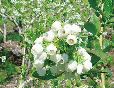 花、実、葉も楽しめるブルーベリー